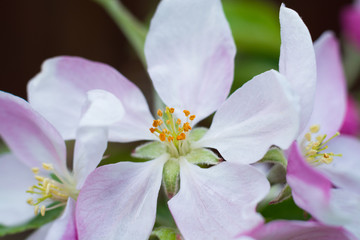 Blossom apple tree over nature background, spring flowers