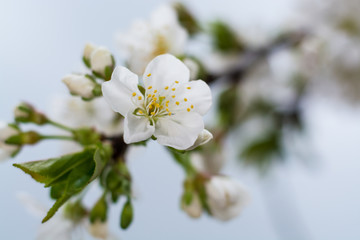 Blossom apple tree over nature background, spring flowers