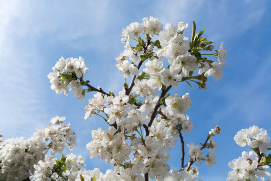 Blossom apple tree over nature background, spring flowers