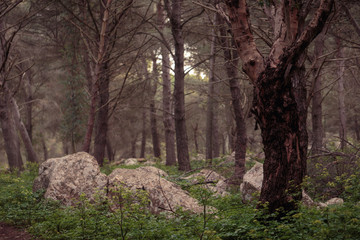Fototapeta premium early spring Forest in the hills of Sicily