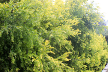 Beautiful trea close up