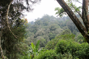 Obraz premium Jungle in southeast Asia : The top floor, tree crowns