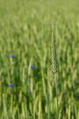 Detailed green blooming rye spike in a field. Unripe harvest. Agriculture background