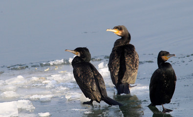 Cormorants,Great Cormorant, Phalacrocorax carbo, Black cormorants lets its wings dry in the sun at frozen ice and snow covered Danube river in Zemun, Belgrade, Serbia. 