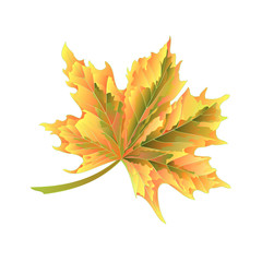 Colored autumnal leaf Maple on a white background vector illustration