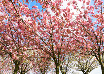 Blooming pink cherry tree with flowers in spring