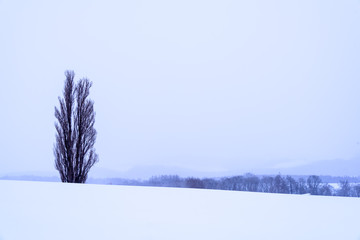 美瑛町の冬景色