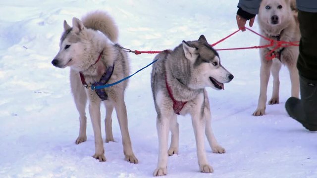 Husky sledding with the musher in winter. Siberian dogs driven sleigh people. The lives of the people in the North. Animals at work. Active dog sports. 