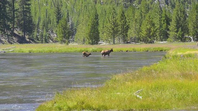Two elk crossing a river in Yellowstone National Park. Camera Locked.