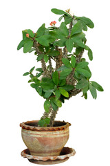 Euphorbia milii tree in a pot isolated on white background.
