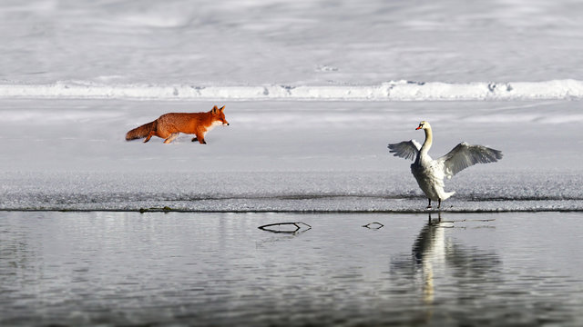 Fox and swan