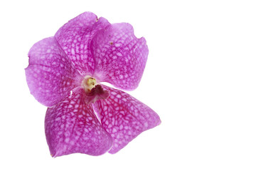 Naklejka na ściany i meble Purple vanda orchid