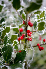 Ilex im Winter