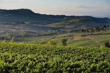 Typical vineyards hills of Tuscany, as seen from Montepulciano,