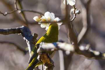 The Japanese White eye.The background is plum blossoms. Located in Kamakura, Kanagawa Prefecture Japan.
