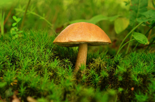 Edible mushroom growing in moss. Brown Cap Boletus (Leccinum) close-up. Mycology concept