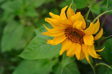 Sunflower, top view with copy space