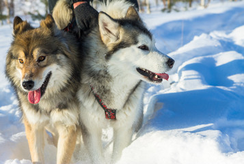 Portrait of a husky and wolfdog in harness racing on  white bac