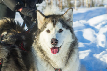 Portrait of a husky in harness racing on  white background