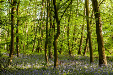 Bluebell Woods