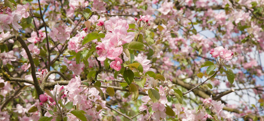 Naklejka premium Blooming Apple garden in spring