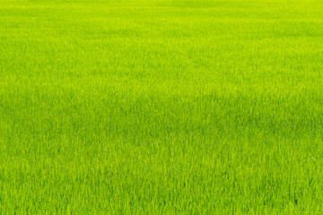 Obraz na płótnie Canvas Rice field background.