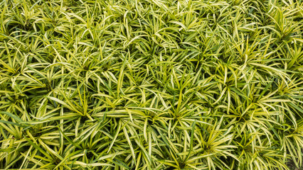 Green leaves background