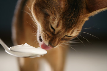 abyssinian kitten eat yogurt from golden spoon, closeup photo