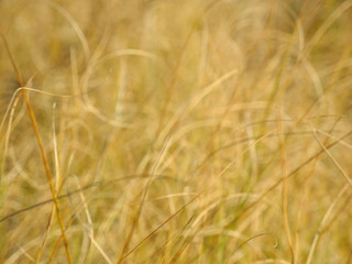 Herbal abstract background in yellow-green tones