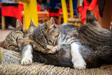 Four adorable kittens sleeping on a chair in Essaouira in Morocc
