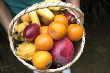 basket in hands - colorful tropical fruits - regional fruits fro