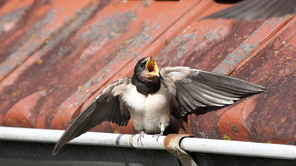 Hirondelle rustique (Hirundo rustica) - nourrissage © JMP de Nieuwburgh