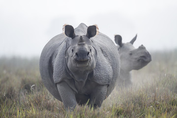 Rhinoceros