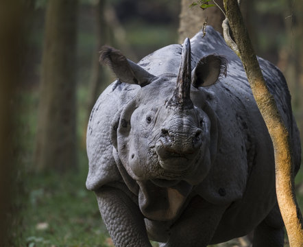 Rhinio Bilder Durchsuchen 8 Archivfotos, und Videos