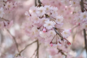 abstract blur background of pink sakura flower - can use to display or montage on product