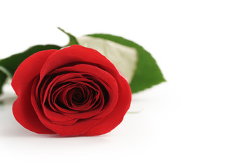 beautiful single red rose on white background with copy space, isolated photo