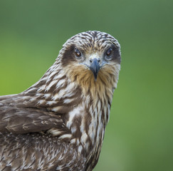 Obraz premium Black Kite