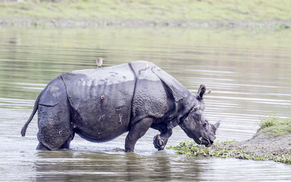 Rhinio Bilder Durchsuchen 8 Archivfotos, und Videos