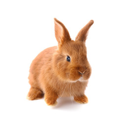 Obraz premium Cute funny rabbit on white background