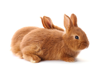 Cute funny rabbits on white background