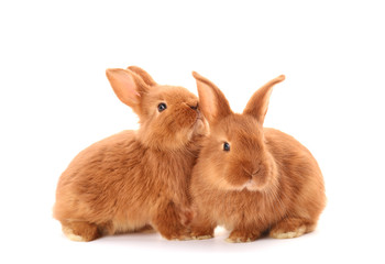 Cute funny rabbits on white background