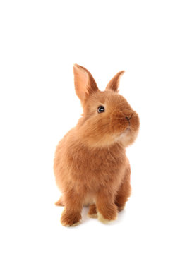 Cute funny rabbit on white background