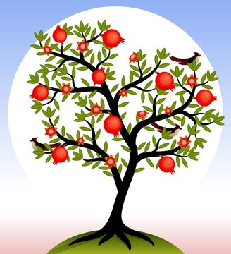 Fruit tree. Pomegranate tree with fruits and flowers. Birds on the tree. Vector illustration.
