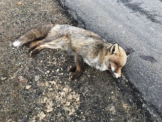 zorro muerto por un accidente en la carretera 