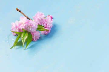 fresh spring pink flowers with green leaves twig on blue wooden background