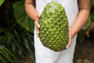 Naklejka na ściany i meble guanabana in hands - exotic tropical fruit - regional fruits fro