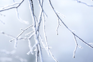 Charming frozen tree branches on winter background
