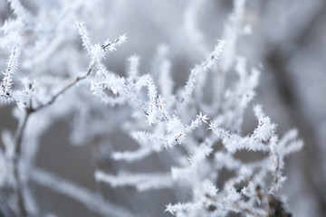 Charming frozen tree branches on winter background