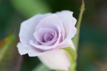 Purple Rose,selective focus.