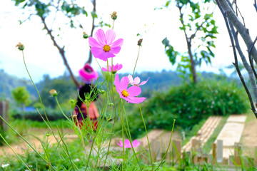 cosmos flowers